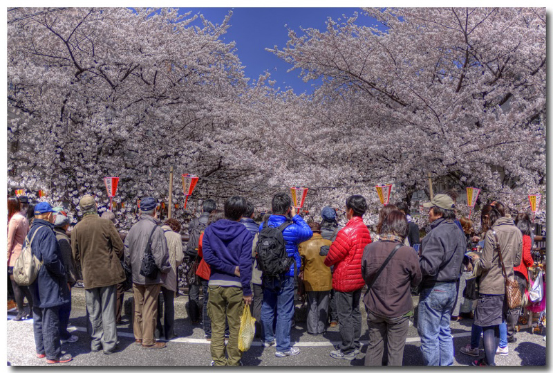 目黒川桜まつり_d0162895_23175859.jpg