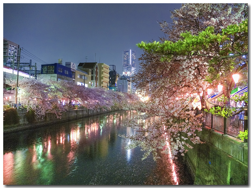  大岡川の夜桜_d0162895_2335822.jpg