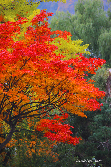 中島公園紅葉狩り♪_f0001895_17282378.jpg