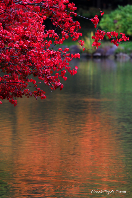 中島公園紅葉狩り♪_f0001895_17383814.jpg