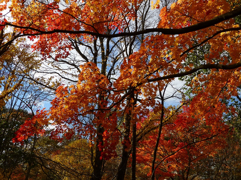 また、公園の紅葉_f0138096_0121359.jpg