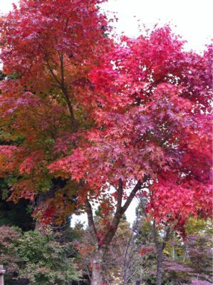 今日の紅葉_d0178999_18164170.jpg