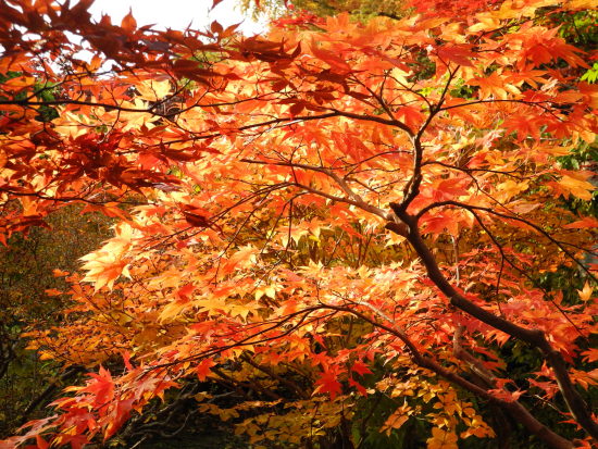 平岡樹芸センター_d0026802_1151966.jpg