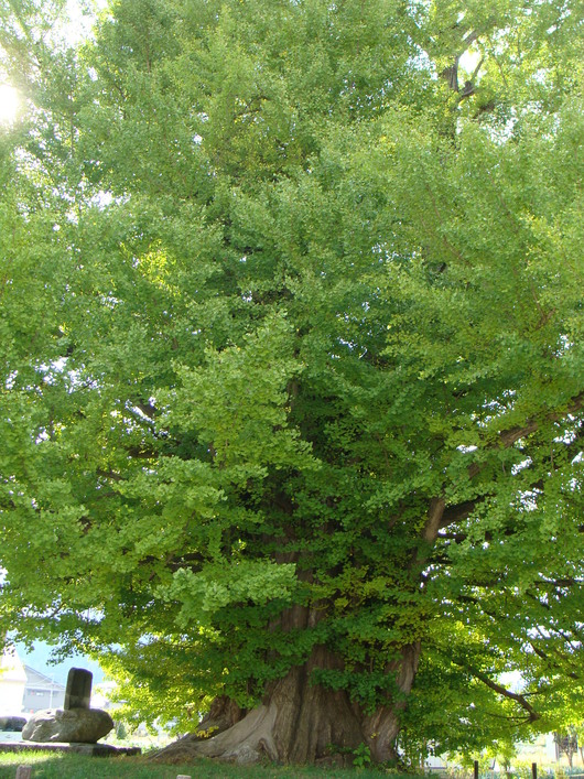 d0087503_1254160.jpg
