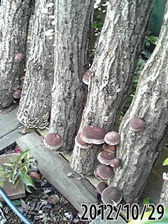 e0270403_5432181.jpg