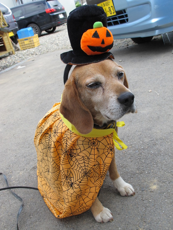 Happy Halloween_b0152504_1028368.jpg