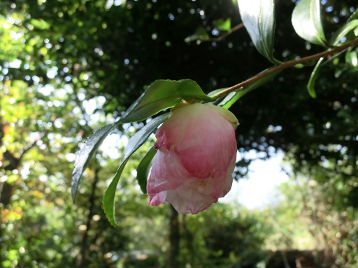 c0156104_0204372.jpg