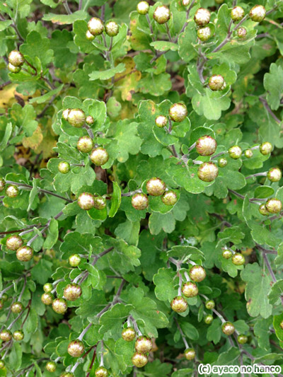 f0079110_21284931.jpg