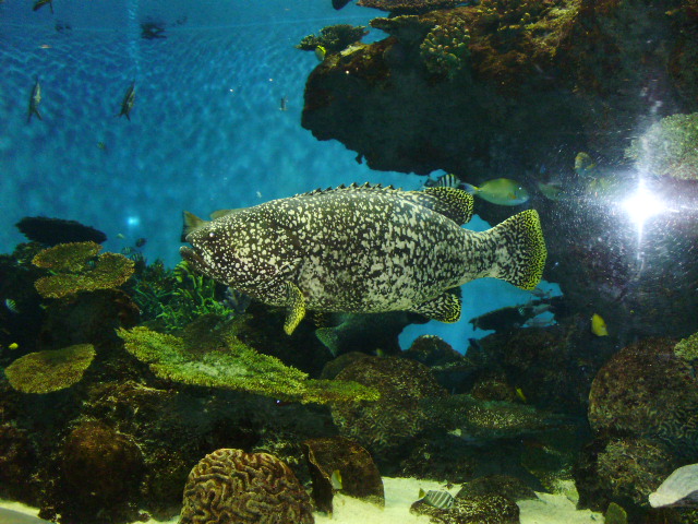 鹿児島水族館_f0153112_203435.jpg