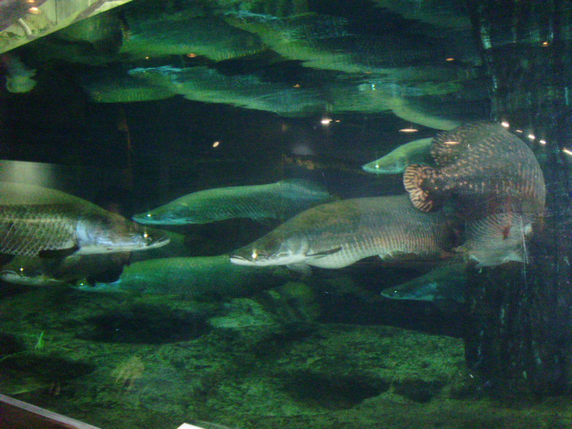 鹿児島水族館_f0153112_2064551.jpg