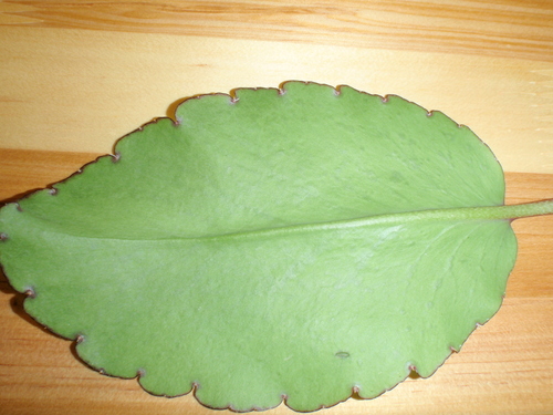 c0115421_2143326.jpg