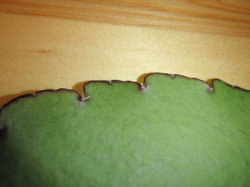c0115421_2143642.jpg