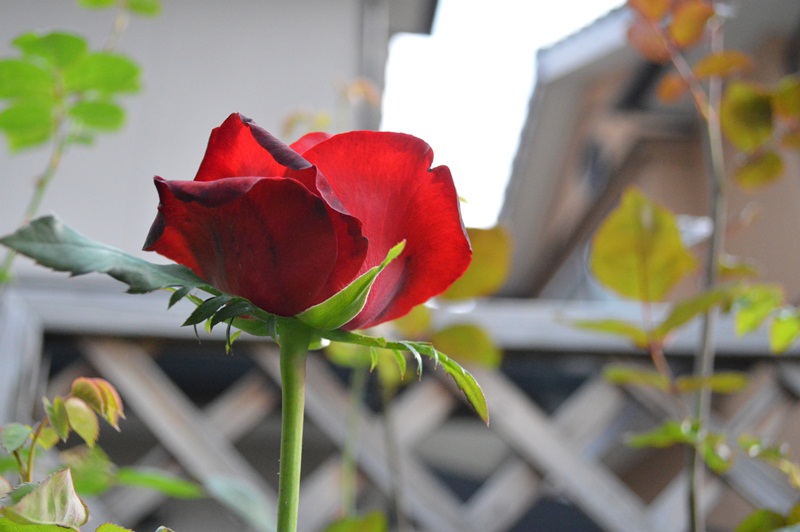d0096422_9342162.jpg