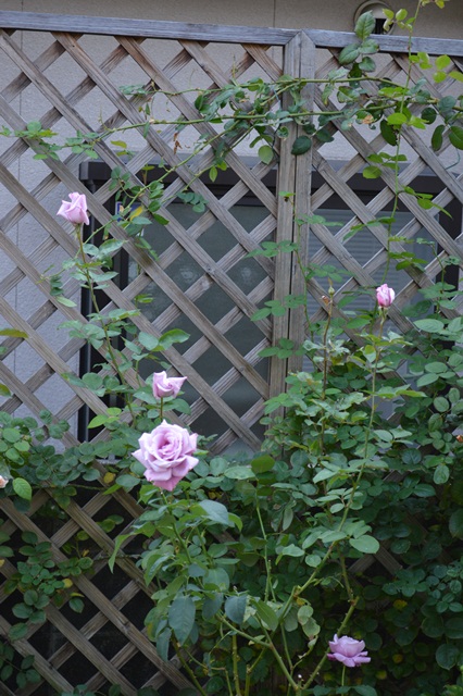 d0096422_9354638.jpg