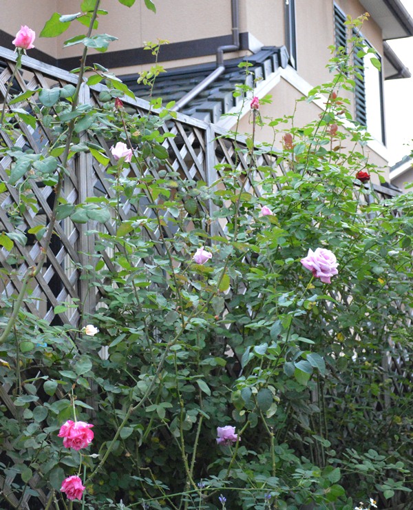 d0096422_952116.jpg
