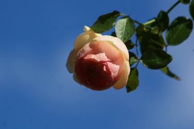 f0170524_1443043.jpg