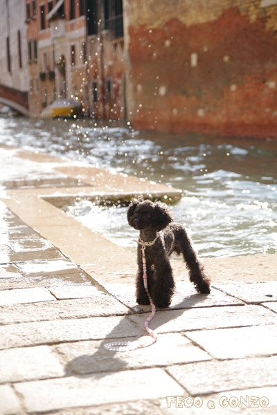 イヌと海外旅行・・・ヴェネチアはアクアアルタ警戒中。_b0083925_844388.jpg
