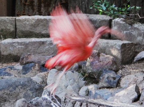 動物園_c0077531_21462639.jpg