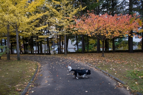 西岡公園へ_c0051132_19144678.jpg