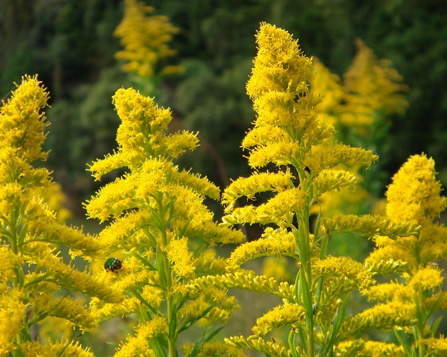 セイタカアワダチソウ 信州中野okajima
