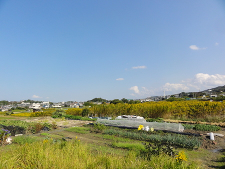 岬高校まで往復ウォーキング_c0108460_16321840.jpg