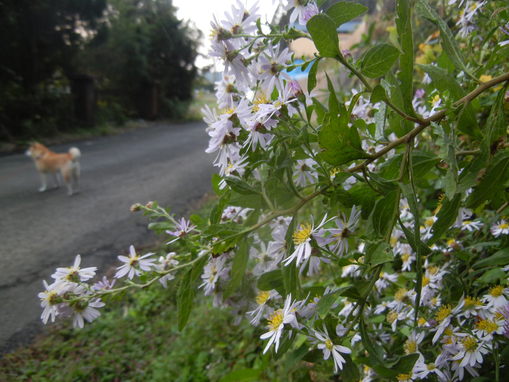 ’12,10,31(水)ポルトガル旅行4日目②ブサコパレス_f0060461_10413023.jpg