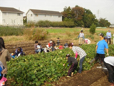 寒川町でのさつま芋収穫体験_d0239667_1648319.jpg