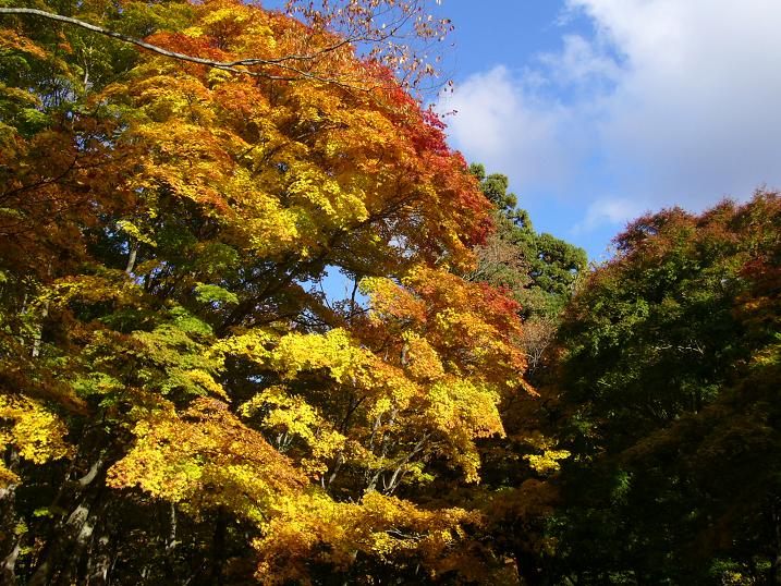 黒石中野もみじ山_c0198781_21545740.jpg