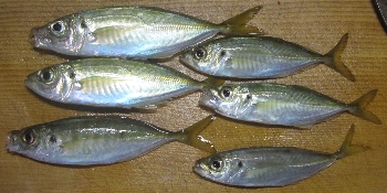 f0003283_2013615.jpg