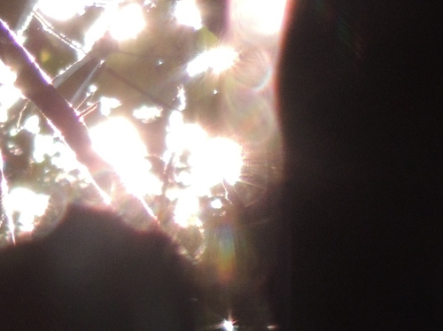 森のオーブ 小鳥が教えてくれたこと 森のオーブ 小鳥が教えてくれたこと