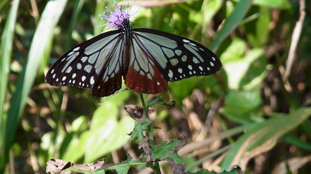 a0152692_18375282.jpg