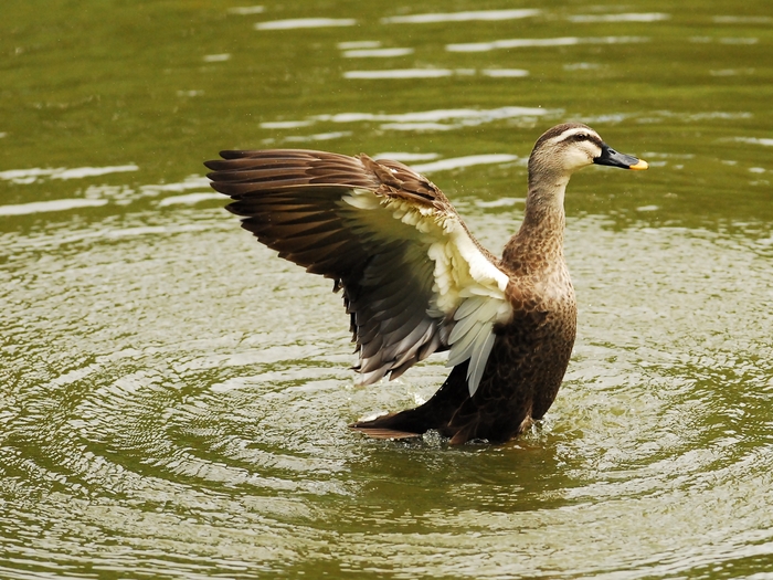 カルガモ（軽鴨）/Spot-billed Duck_a0223993_23133778.jpg