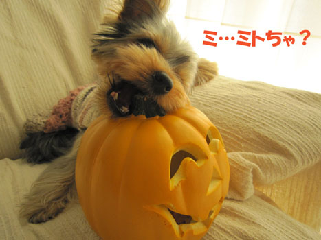 ハロウィーン・パーティ　in 国見　２０１２_e0125894_20573564.jpg