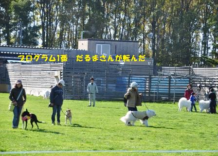 ドッグストック運動会　2012_f0212597_10213367.jpg