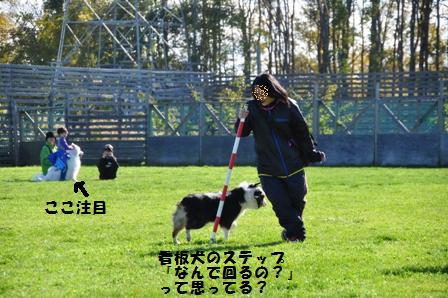 ドッグストック運動会　2012_f0212597_10271371.jpg