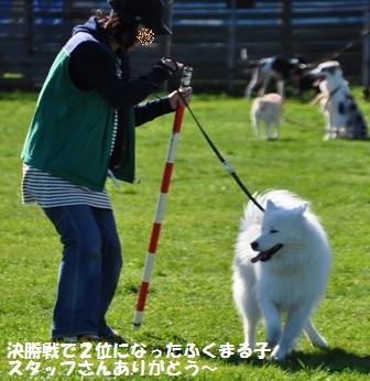 ドッグストック運動会　2012_f0212597_1028674.jpg