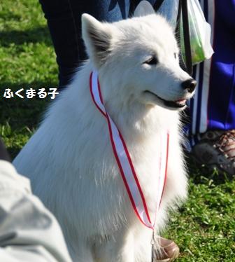 ドッグストック運動会　2012_f0212597_10385236.jpg