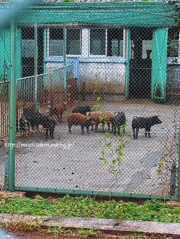 ブランド豚肉の生産・流通を考える_e0145301_2015078.jpg