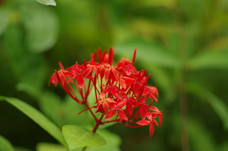 神代植物公園ダリアとバラ_c0105807_18324830.jpg