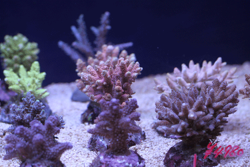 b0240608_0295872.gif