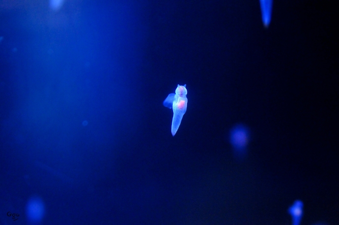 海の天使 縁の下