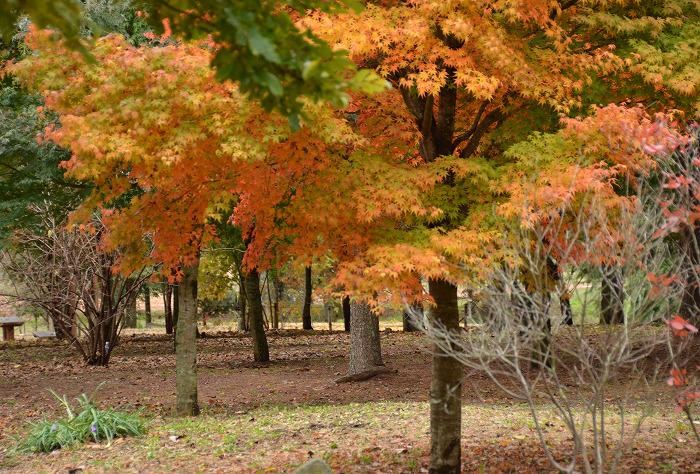 e0219011_16454441.jpg