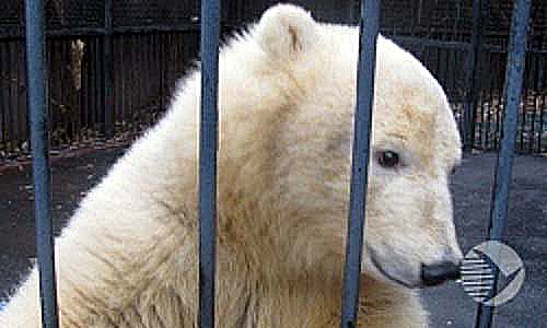 モスクワ動物園で待機中の野生孤児のウムカ、11月末までにペンザ動物園へ移動_a0151913_130198.jpg