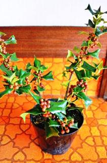 植物新入り 11・1_d0263815_15351137.jpg
