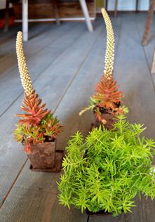 植物新入り 11・1_d0263815_15365484.jpg