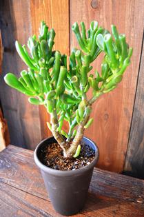 植物新入り 11・1_d0263815_15384026.jpg