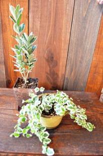 植物新入り 11・1_d0263815_15434928.jpg