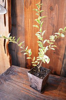 植物新入り 11・1_d0263815_1545924.jpg