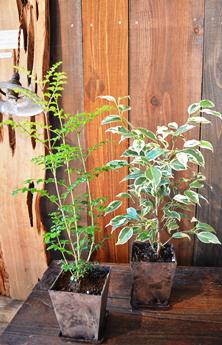 植物新入り 11・1_d0263815_1546428.jpg