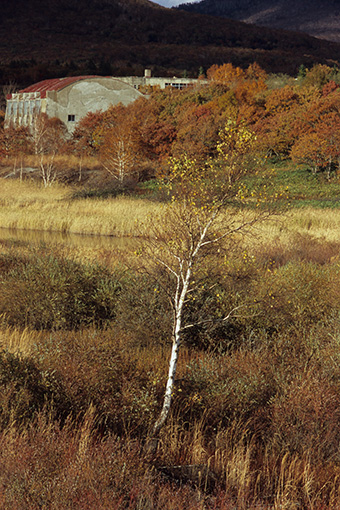 八幡平松尾鉱山跡地・2012.10.24~キツネ~_b0259218_5141728.jpg